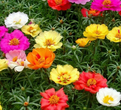 Moss Rose Grandiflora Seeds - Mix Groundcover_1