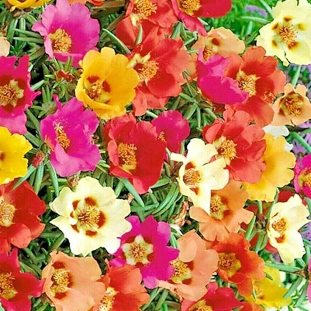 Moss Rose Grandiflora Seeds - Mix Groundcover