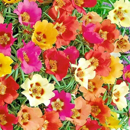 Moss Rose Grandiflora Seeds - Mix Groundcover