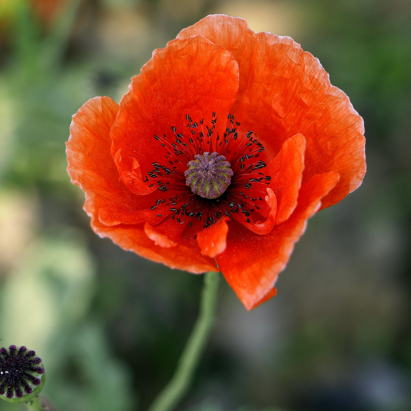 Red Corn Poppy flower with vibrant scarlet blooms, perfect for wildflower gardens, pollinator habitats, and naturalized landscapes. HarvestNest Seeds