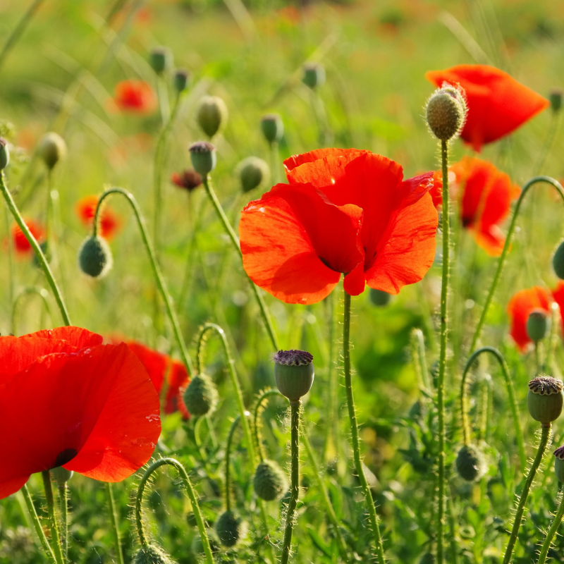 3000 Red Corn Poppy Seeds – Papaver Rhoeas Wildflower