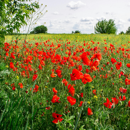 Field of Red Corn Poppies in vibrant scarlet bloom, perfect for wildflower meadows, pollinator gardens, and natural landscapes. HarvestNest Seeds