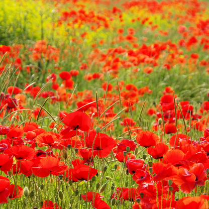 3000 Red Corn Poppy Seeds – Papaver Rhoeas Wildflower