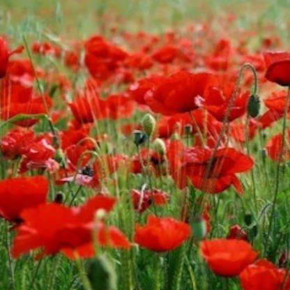 3000 Red Corn Poppy Seeds – Papaver Rhoeas Wildflower