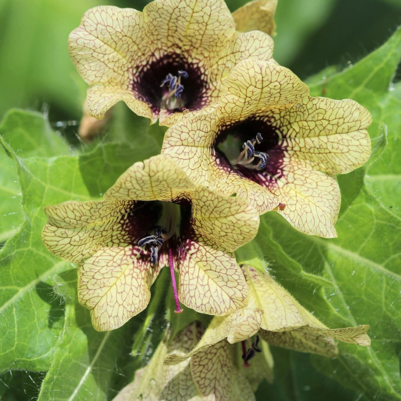 Black Henbane flowers with unique veined petals, perfect for rare medicinal and gothic-style garden collections. HarvestNest Seeds