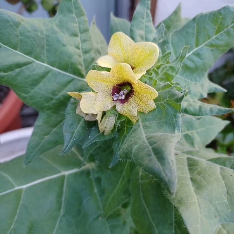 300 Black Henbane Seeds – Hyoscyamus niger