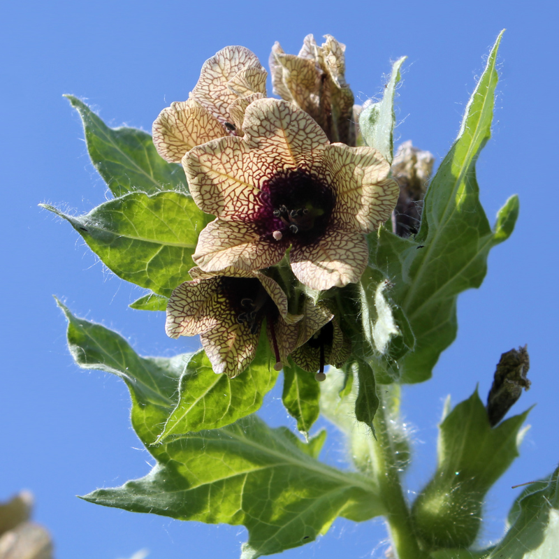 300 Black Henbane Seeds – Hyoscyamus niger