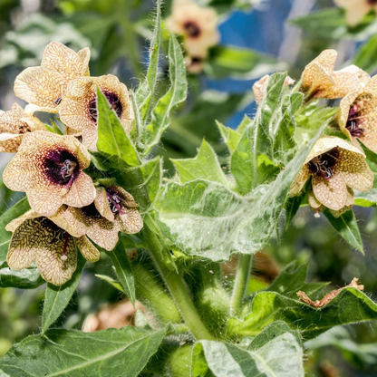 300 Black Henbane Seeds – Hyoscyamus niger