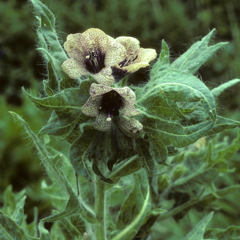 Black Henbane plant with rare veined flowers and dramatic foliage, perfect for gothic gardens and rare medicinal plant collections. HarvestNest Seeds