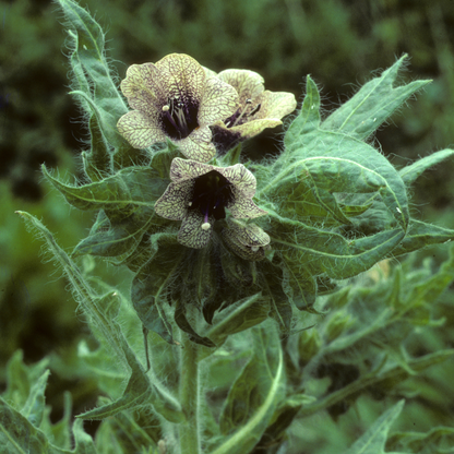 Black Henbane plant with rare veined flowers and dramatic foliage, perfect for gothic gardens and rare medicinal plant collections. HarvestNest Seeds