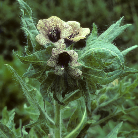 Black Henbane plant with rare veined flowers and dramatic foliage, perfect for gothic gardens and rare medicinal plant collections. HarvestNest Seeds