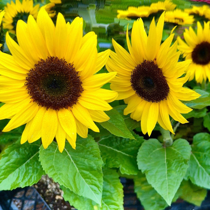 30 Dwarf Sunflower Seeds
