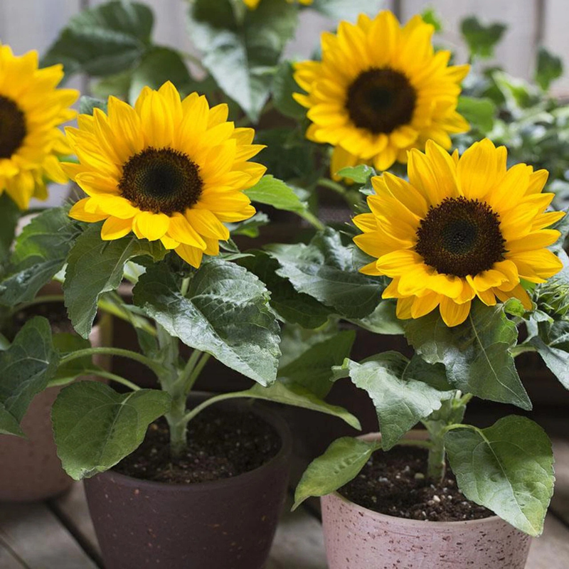 Vibrant potted dwarf sunflowers blooming indoors, perfect for brightening small spaces. HarvestNest Seeds