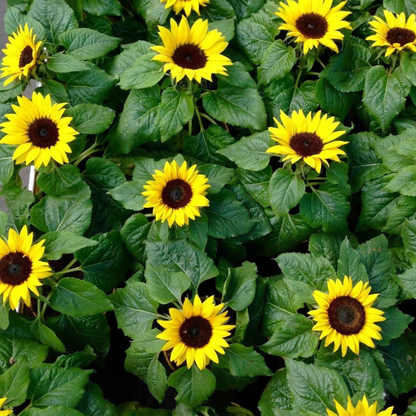 30 Dwarf Sunflower Seeds