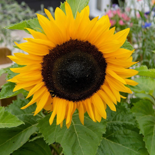 Bright yellow dwarf sunflower in full bloom with green leaves. HarvestNest Seeds