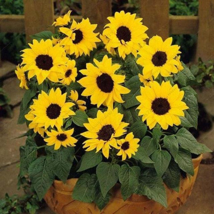 30 Dwarf Sunflower Seeds