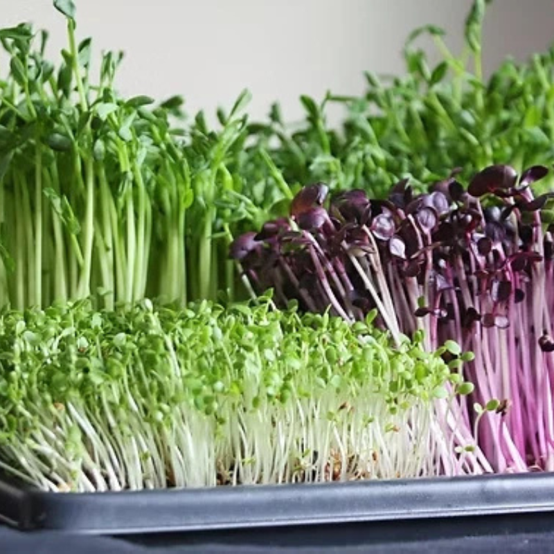 3800 Organic Broccoli Sprout Microgreens Seeds – 10g