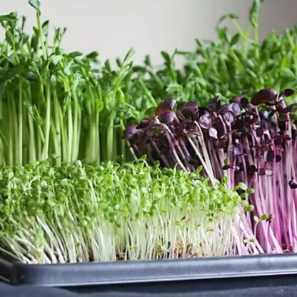3800 Organic Broccoli Sprout Microgreens Seeds – 10g