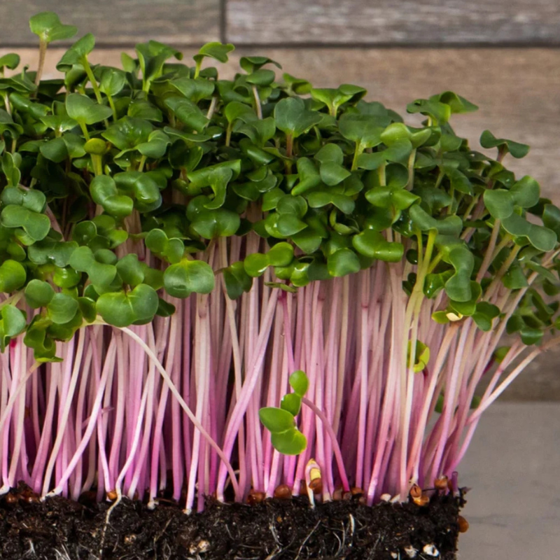 3800 Organic Broccoli Sprout Microgreens Seeds – 10g