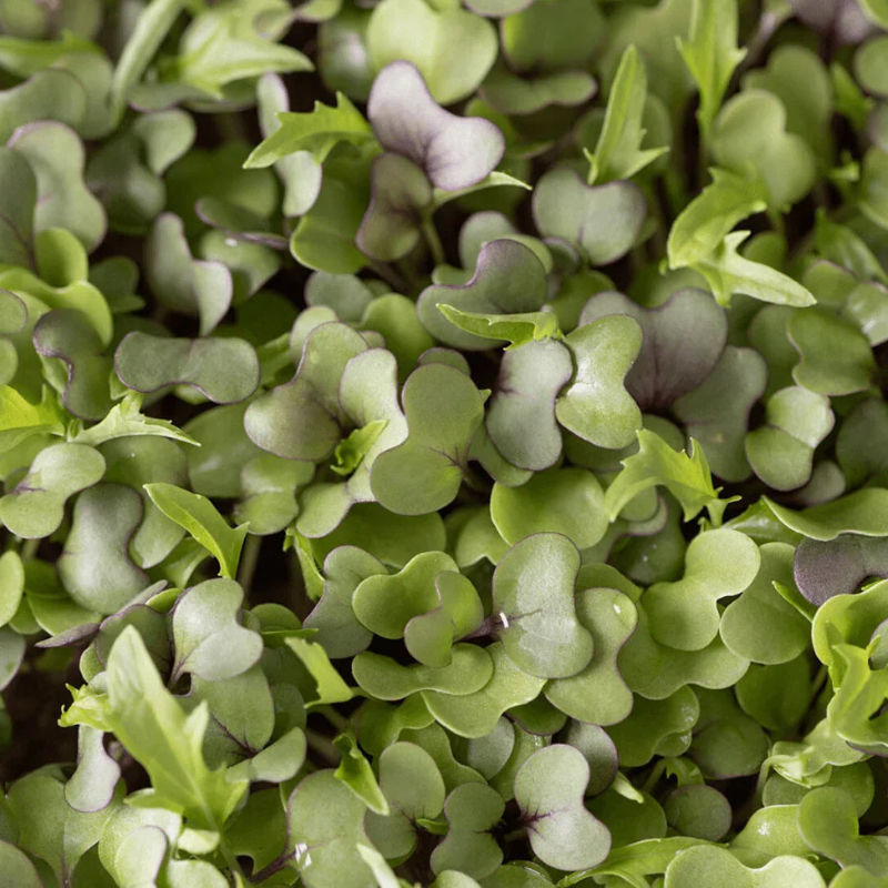 3800 Organic Broccoli Sprout Microgreens Seeds – 10g