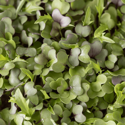 3800 Organic Broccoli Sprout Microgreens Seeds – 10g