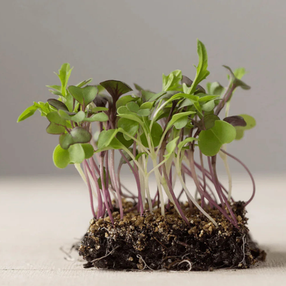 3800 Organic Broccoli Sprout Microgreens Seeds – 10g