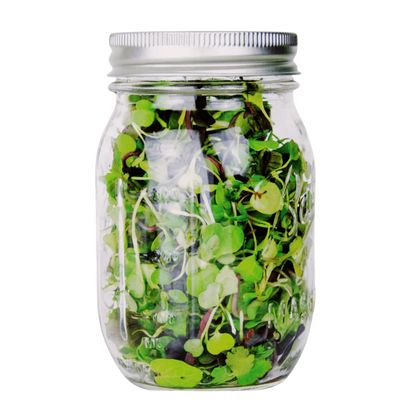 3800 Organic Broccoli Sprout Microgreens Seeds – 10g