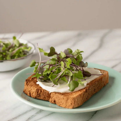 3800 Organic Broccoli Sprout Microgreens Seeds – 10g