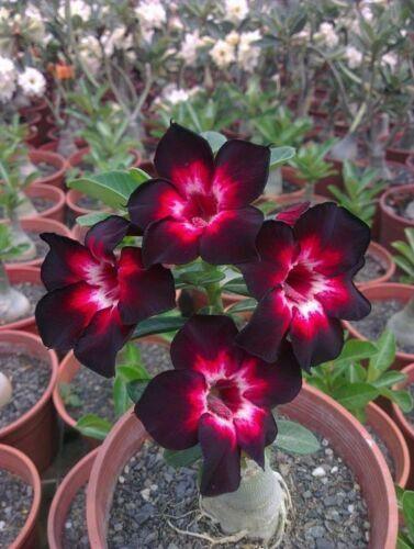 4 Pink Black White Desert Rose (Adenium obesum) Seeds - Seed World