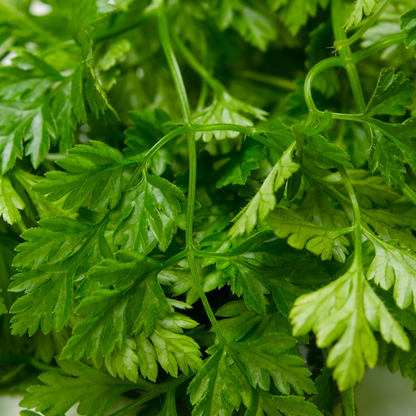 Bright, fresh green chervil leaves, perfect for garnishing and cooking. HarvestNest Seeds