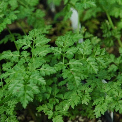 400 Chervil Seeds | Heirloom – Non-GMO