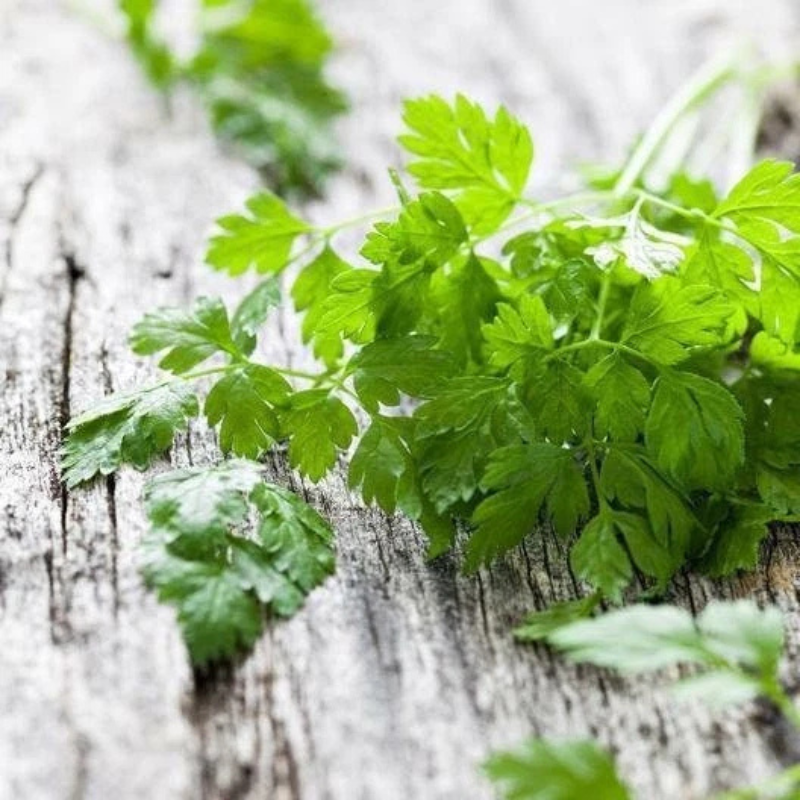 400 Chervil Seeds | Heirloom – Non-GMO