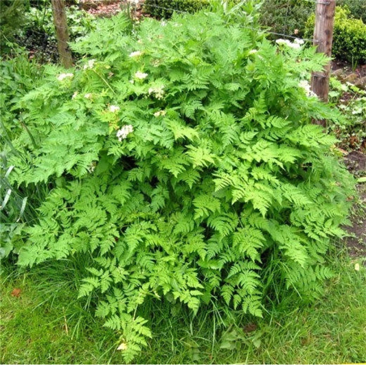 Bright, lush chervil leaves growing densely in a garden, perfect for culinary use and fresh herb gardens. HarvestNest Seeds