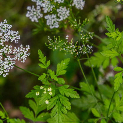 400 Chervil Seeds | Heirloom – Non-GMO