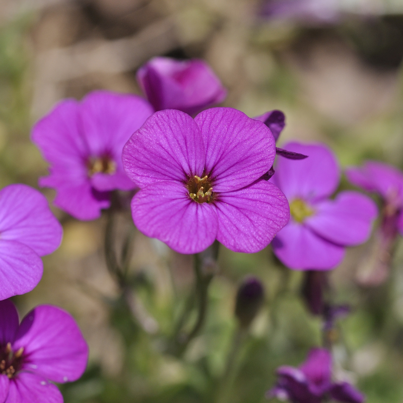 Purple Rock Cress (Aubrieta deltoidea) covered in vibrant purple blooms, creating a colorful ground cover that attracts bees, butterflies, and pollinators. HarvestNest Seeds