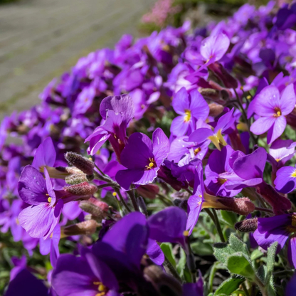 400 Purple Rock Cress Seeds – Aubrieta deltoidea
