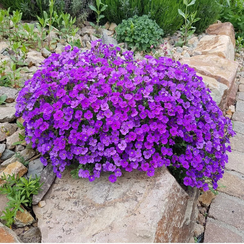 400 Purple Rock Cress Seeds – Aubrieta deltoidea