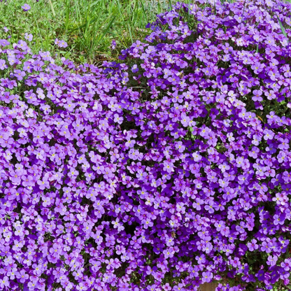 400 Purple Rock Cress Seeds – Aubrieta deltoidea