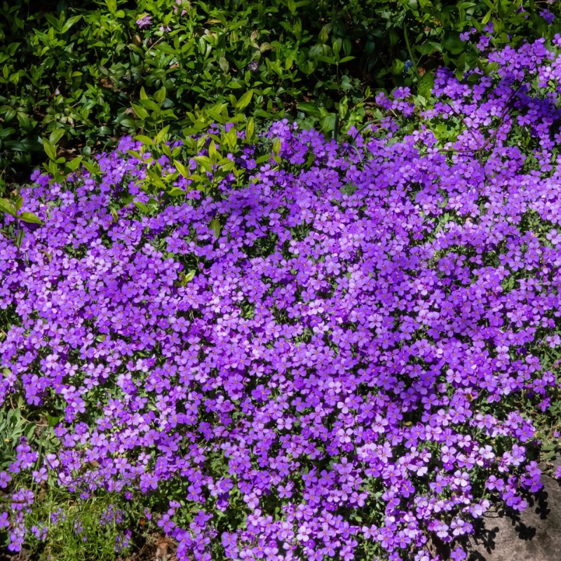 Purple Rock Cress (Aubrieta deltoidea) forming a stunning carpet of vibrant purple flowers, ideal for borders, rock gardens, and pollinator-friendly landscapes. HarvestNest Seeds