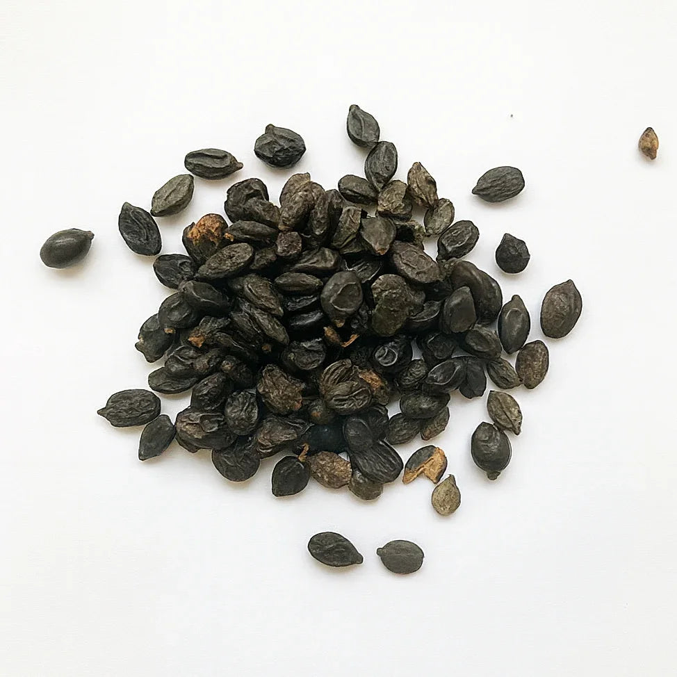 5 Dark Purple Hydrangea Seeds | Hardy Perennial Garden Shrub