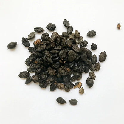 5 Dark Purple Hydrangea Seeds | Hardy Perennial Garden Shrub