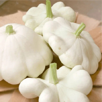 Species Mix Summer Squash Seeds - HarvestNest Seeds