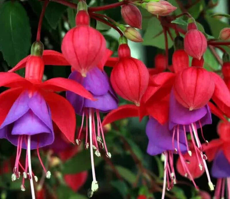 Close-up of red and purple fuchsia flowers with green leaves.
