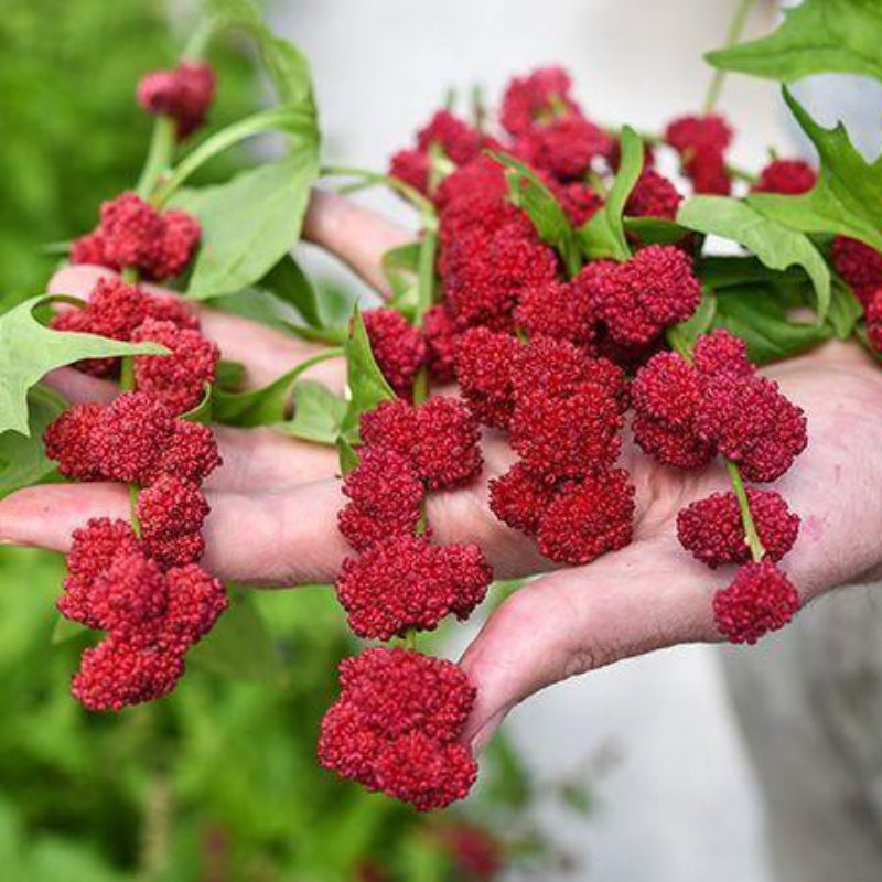 A close-up of a hand holding clusters of bright red, berry-like fruits with green leaves, photographed outdoors against a blurred natural background.