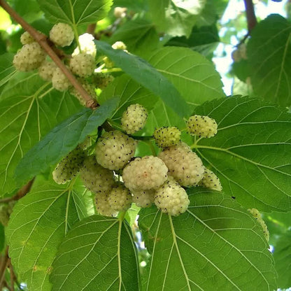 50 White Mulberry Tree Seeds - HarvestNest Seeds