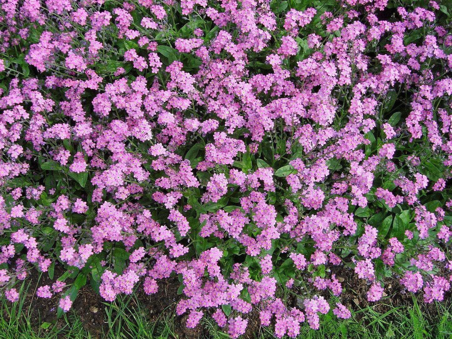 500 Forget Me Not Mix Seeds - HarvestNest Seeds