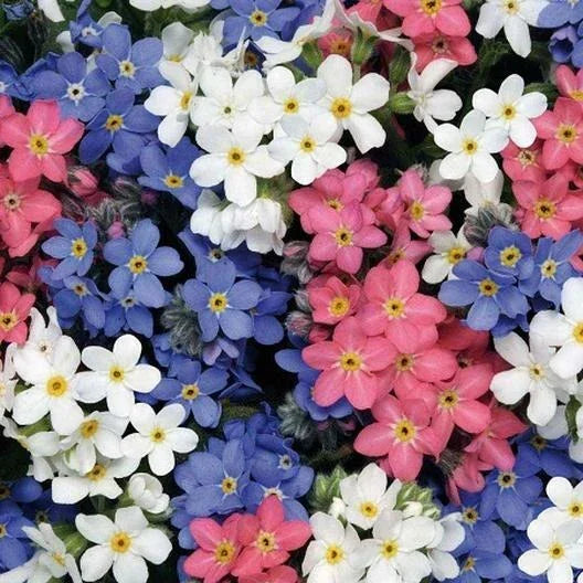 Forget Me Not Mix Seeds - HarvestNest Seeds