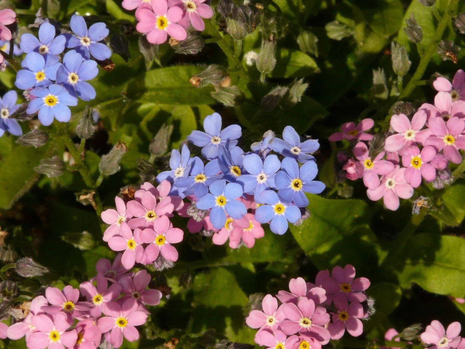Forget Me Not Mix Seeds - HarvestNest Seeds