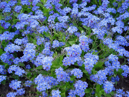 500 Forget Me Not Mix Seeds - HarvestNest Seeds