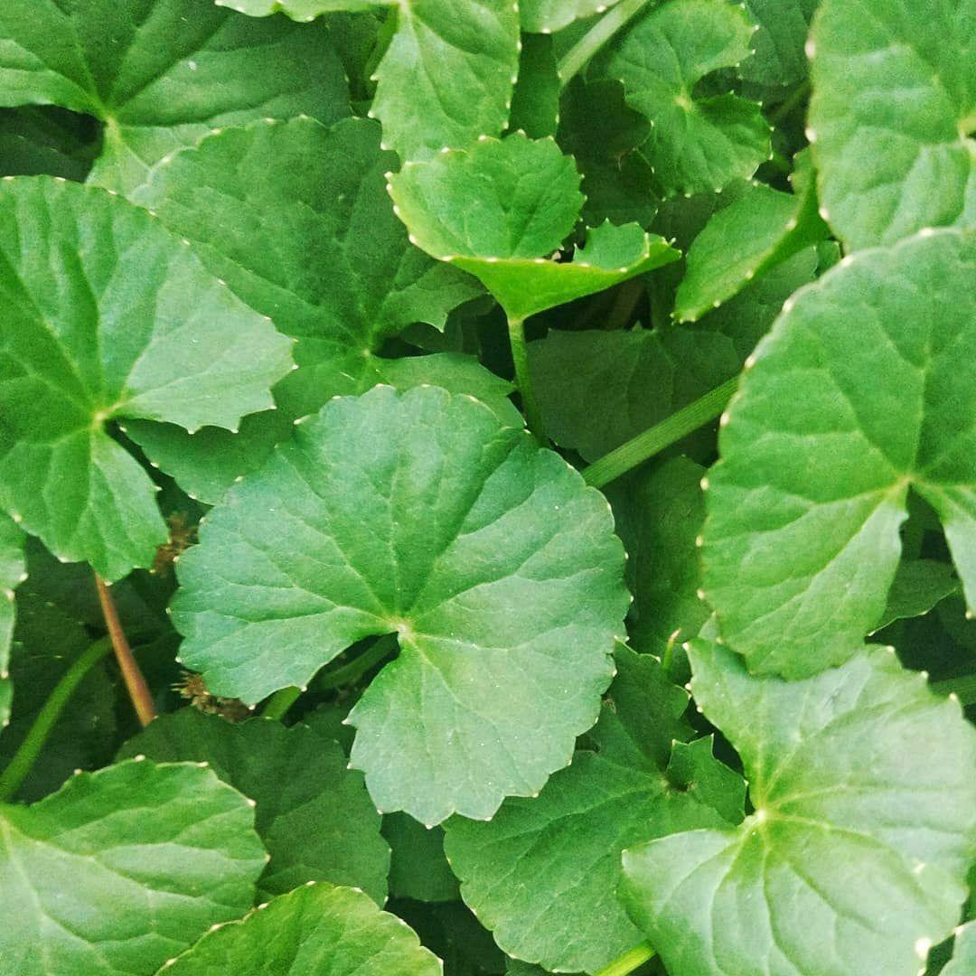 500 Gotu Kola Seeds (Centella asiatica) – Pennywort | Rau Má - HarvestNest Seeds